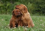 DOGUE DE BORDEAUX 294